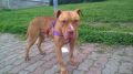 REGALO Pit Bull red nose maschio Jago in ADOZIONE!